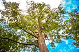 Best Lawn Renovation and Restoration  in Maplewood, MO