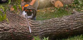 Best Leaf Removal  in Maplewood, MO