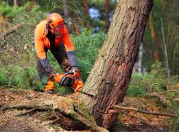 Best Lot and Land Clearing  in Maplewood, MO