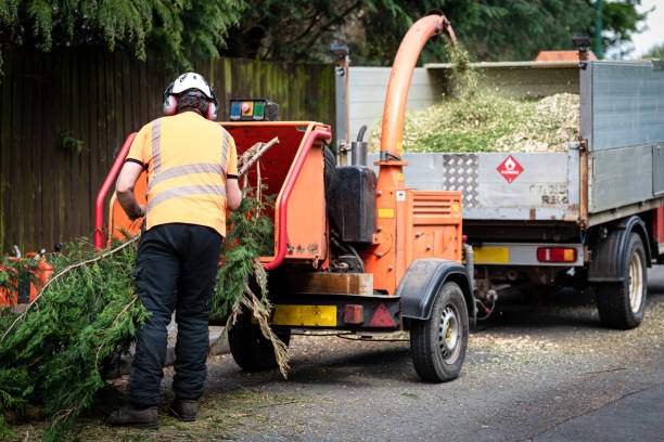 Best Palm Tree Trimming  in Maplewood, MO