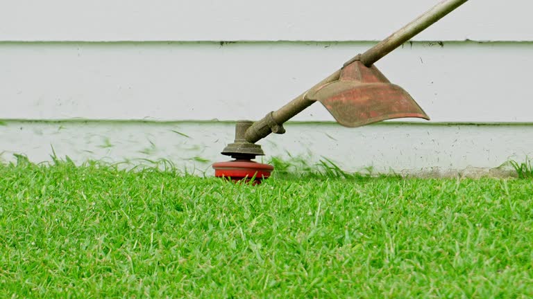Best Tree Fertilization  in Maplewood, MO