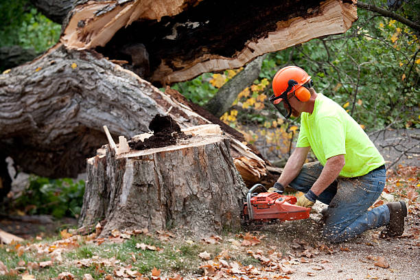Best Tree Maintenance Programs  in Maplewood, MO