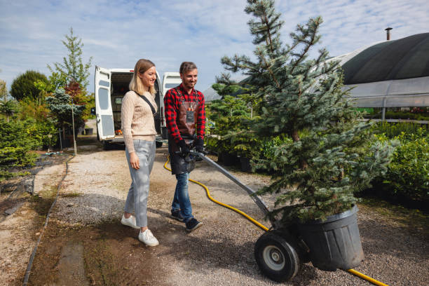 Best Tree Disease Treatment  in Maplewood, MO
